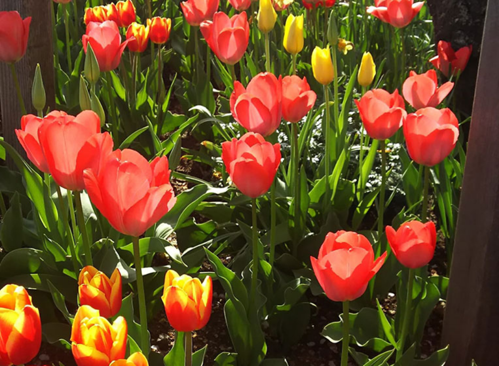 未来へ「つなぐ」プロジェクト化