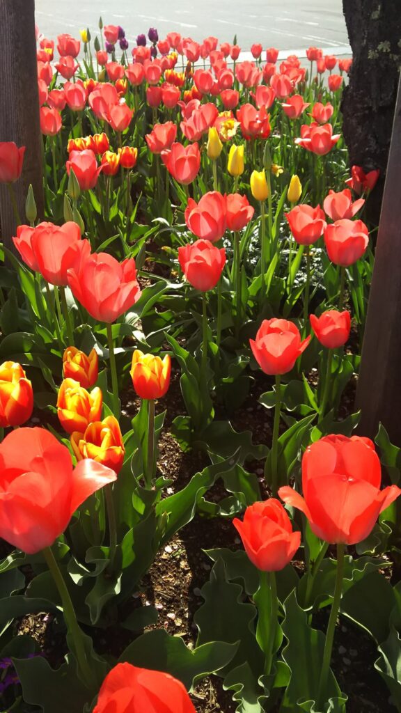 【長野原町花いっぱいプロジェクト】説明会開催します！