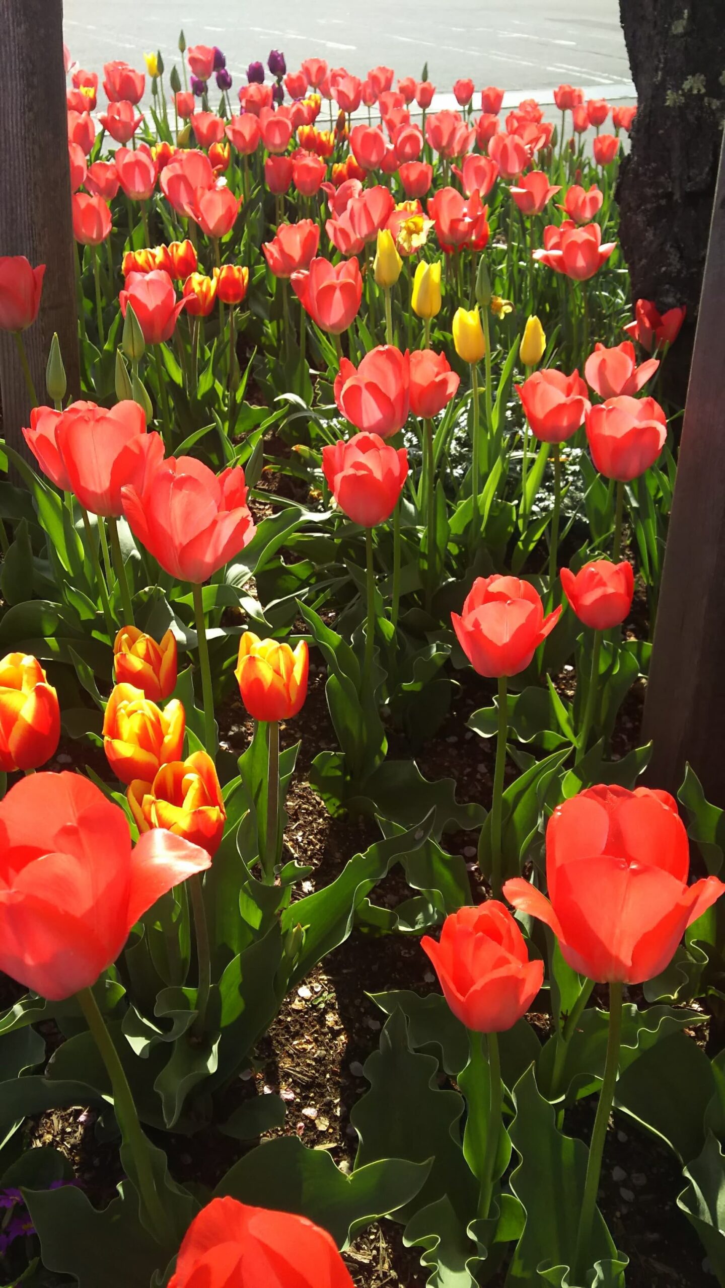 【長野原町花いっぱいプロジェクト】説明会開催します！