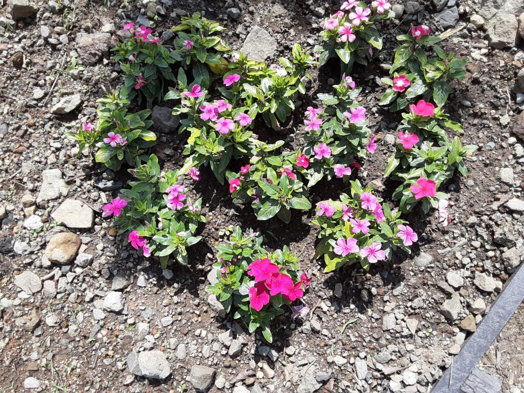 【長野原町花いっぱいプロジェクト】8月1日はミーティングです。