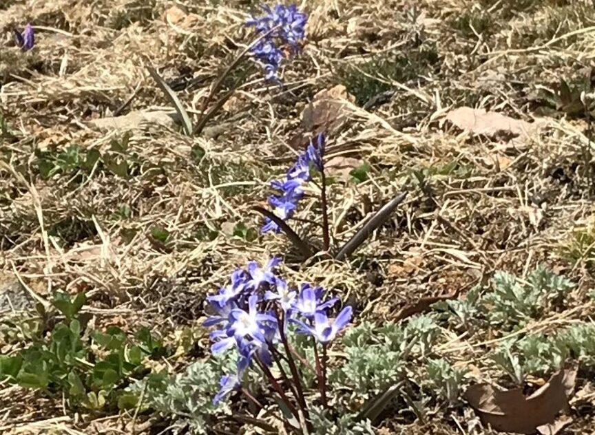 花苗、植物募集！【長野原町花いっぱいプロジェクト】