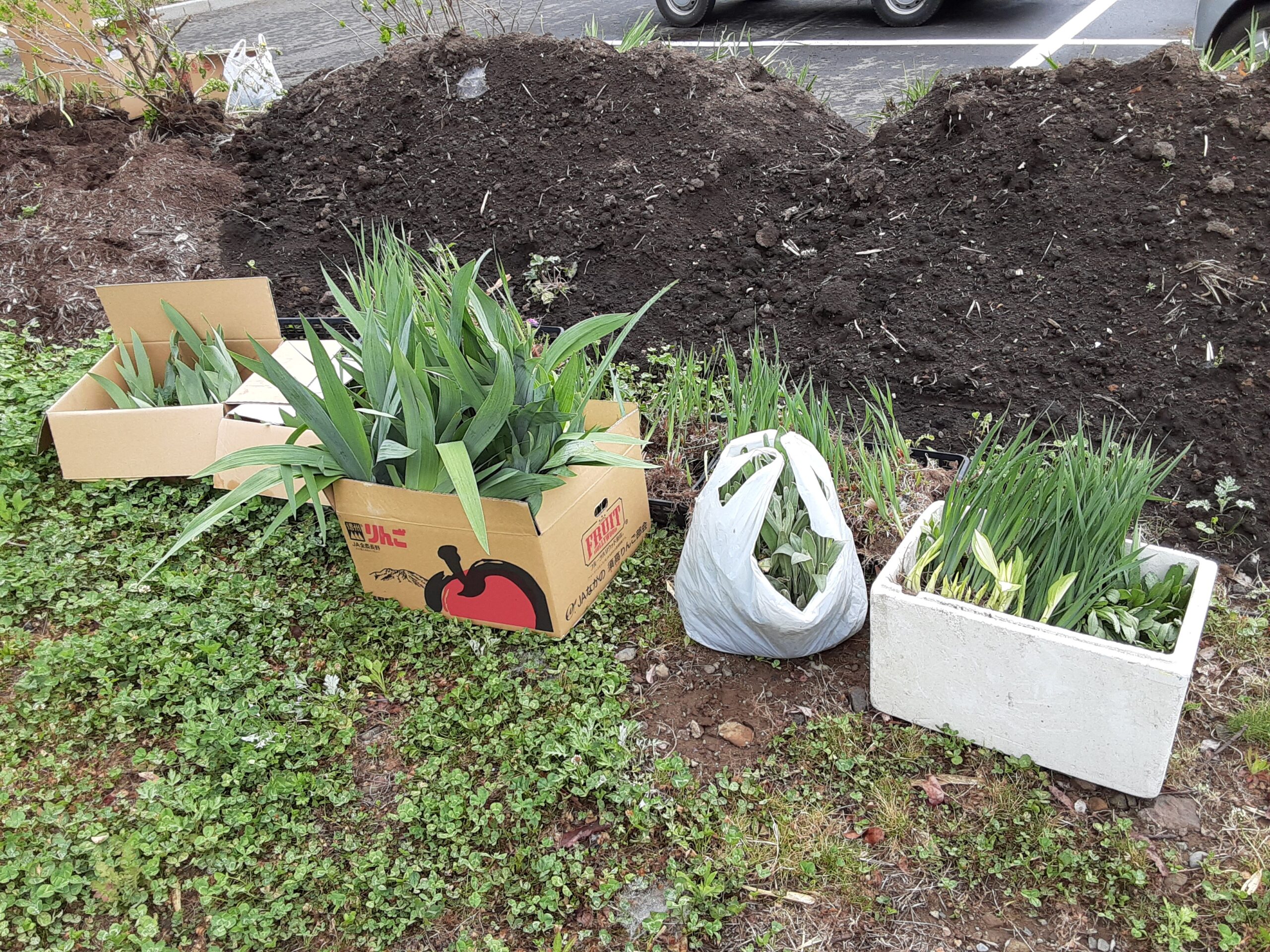 【長野原町花いっぱいプロジェクト】町内から植物をたくさん頂きました！