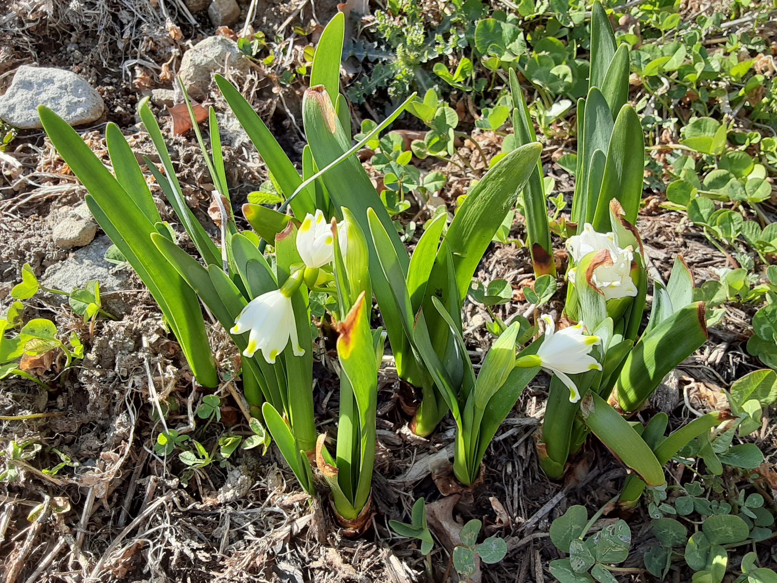 温井沢桜公園のお花が咲き始めました！