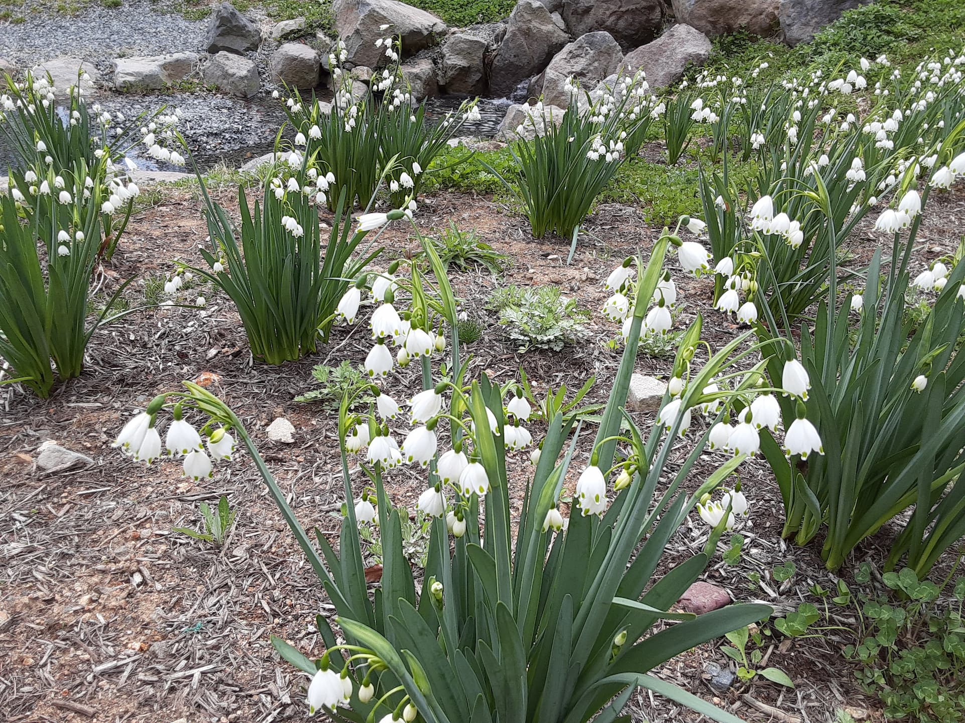 【つなカンミーティング屋外編】春の花咲く温井沢桜公園を散策しよう！