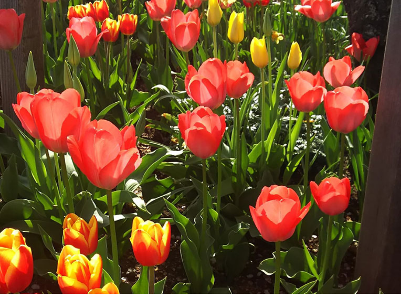 つなカンプロジェクト